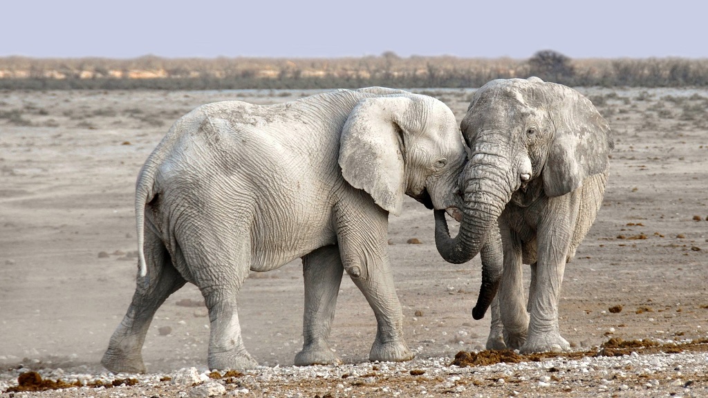 two elephants in the mud with trunks entertwined