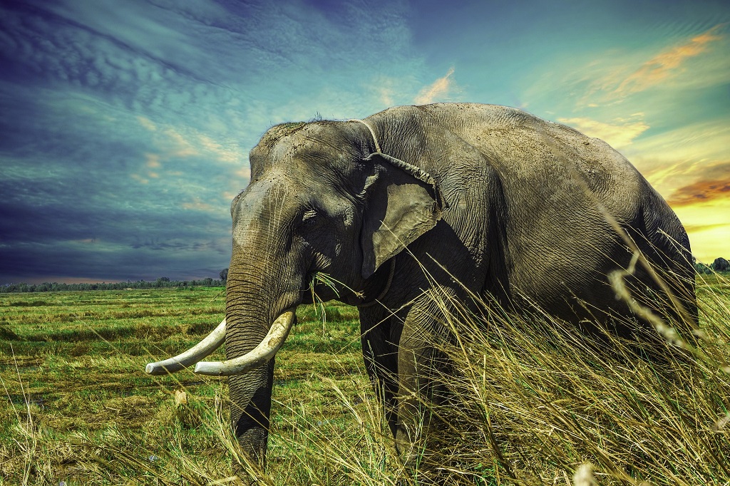 elephant walking in the savana 