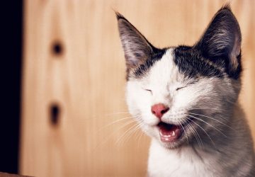 cute laughing cat
