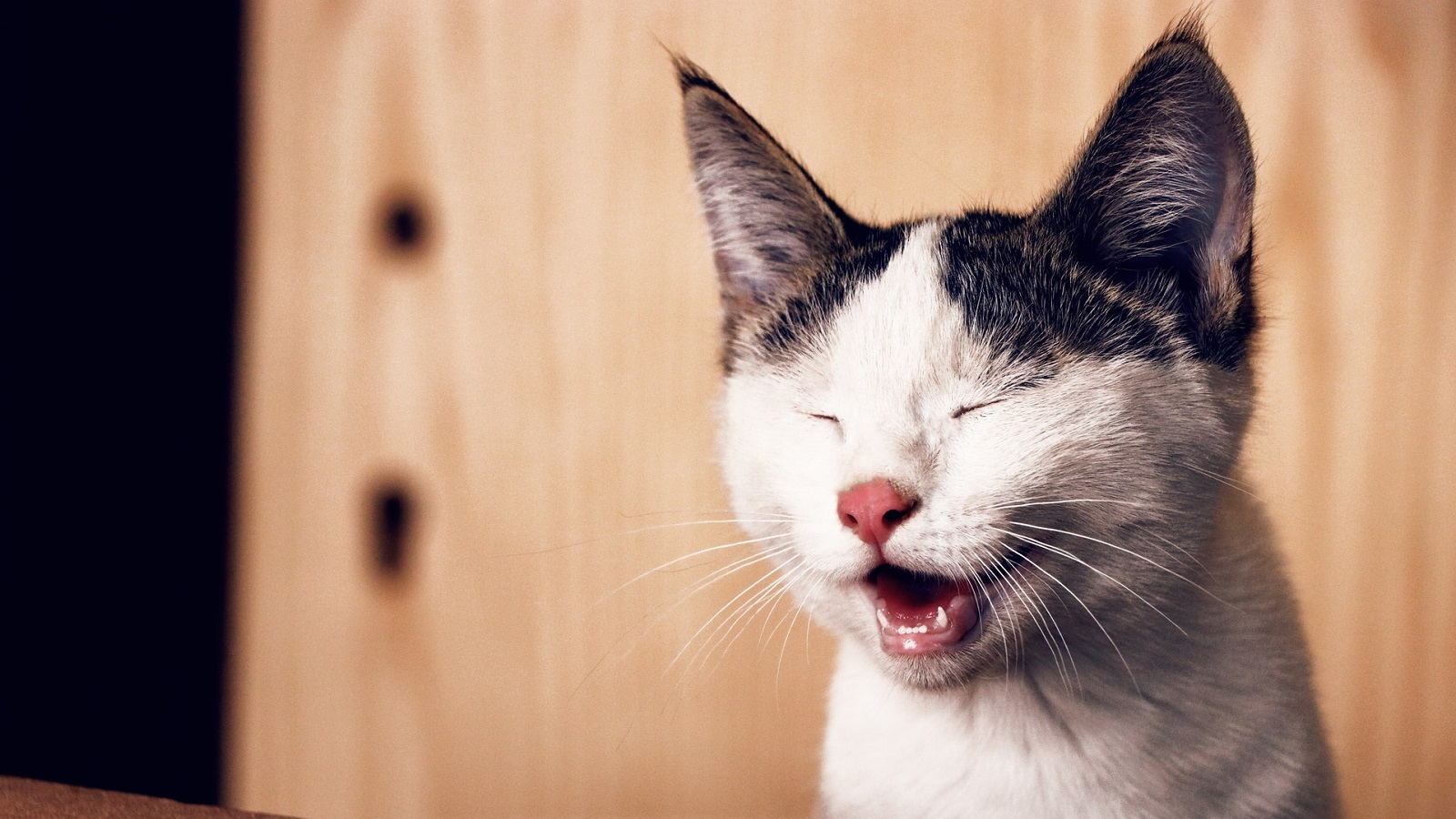 cute laughing cat
