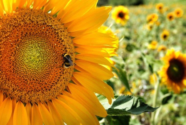 save bees sunflower