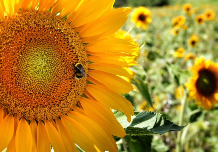 save bees sunflower
