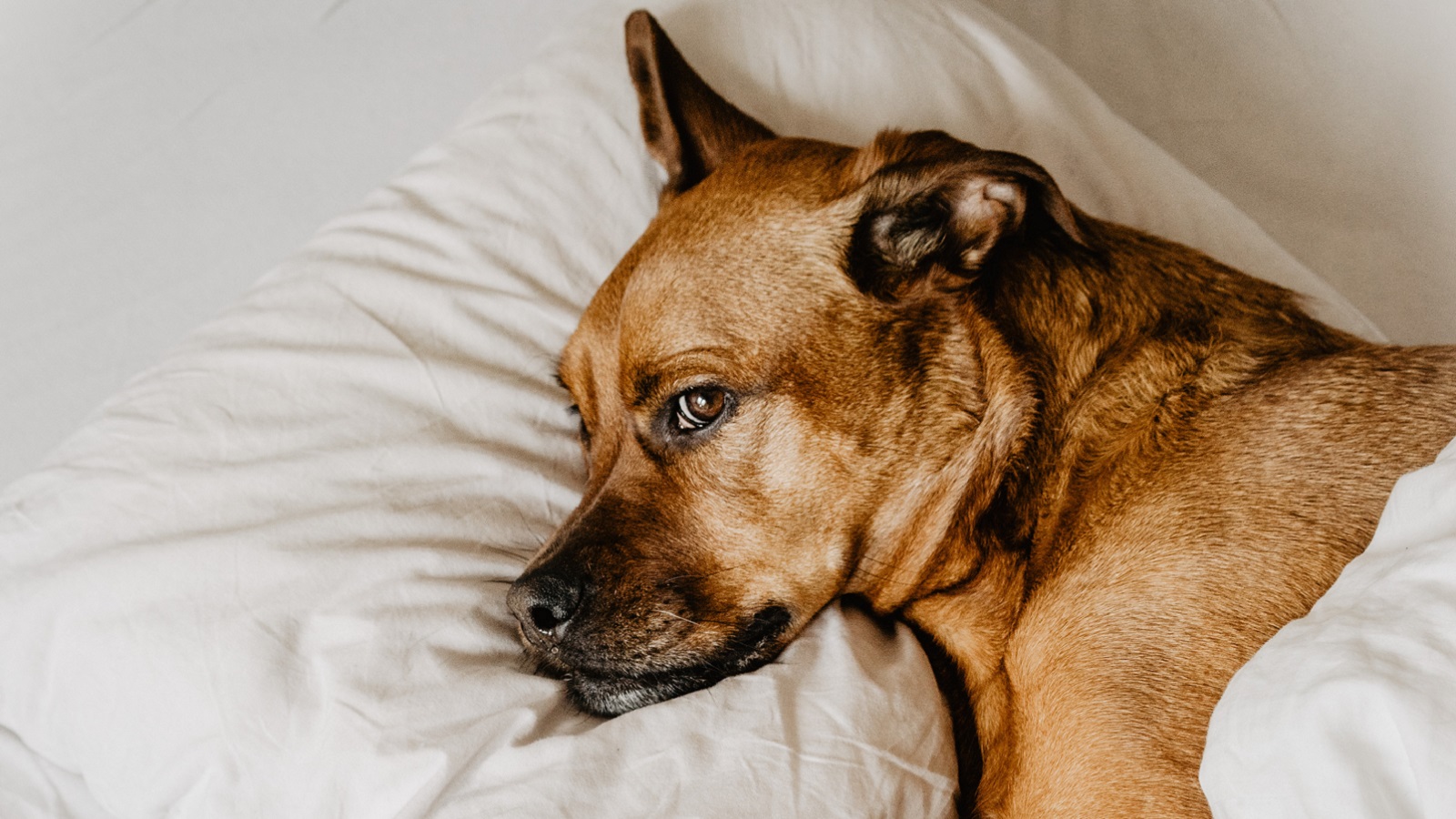 Sad dog lying in bed