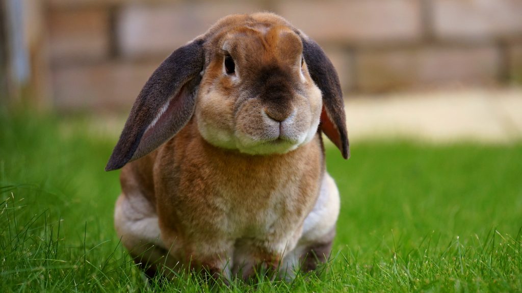 beige rabbit sat on grass 