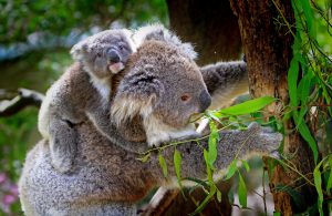 Mom and baby koala