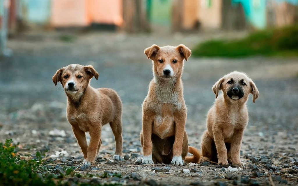 three puppies on the street