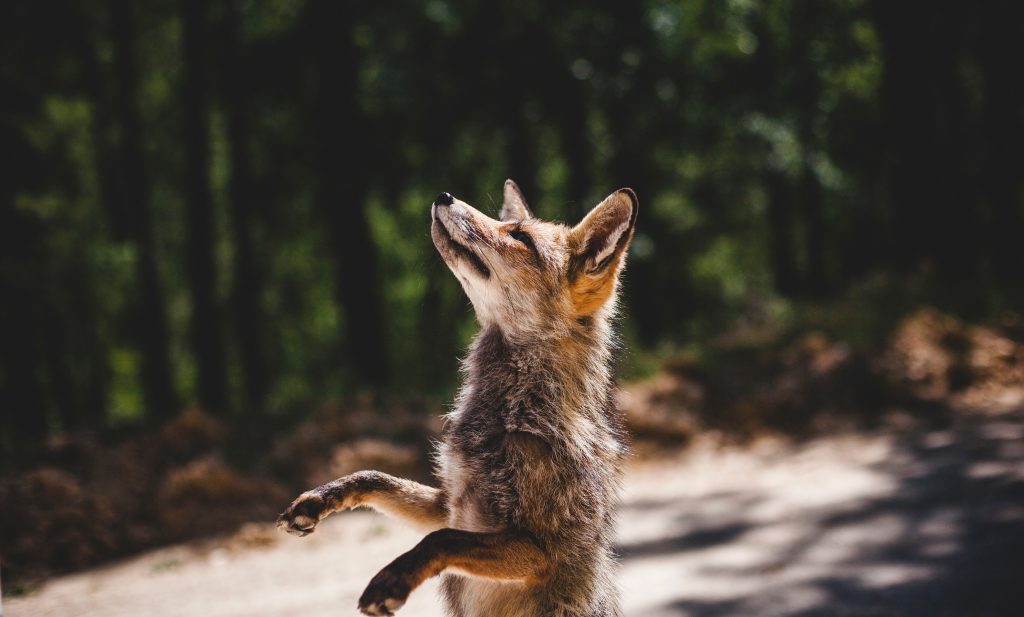 happy fox in a forest