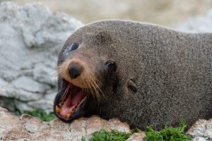 Sea lions are endangered 
