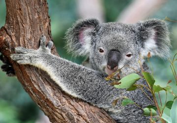koala up in a tree with leaves in the mouth
