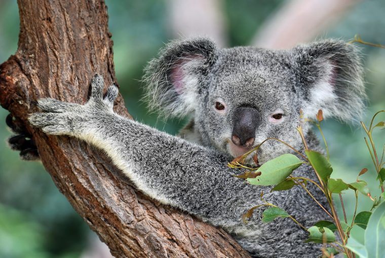 koala up in a tree with leaves in the mouth