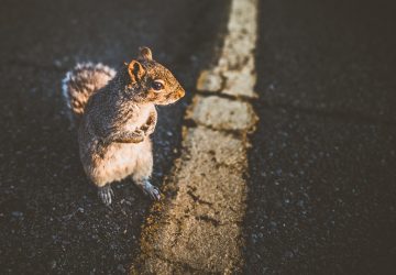 squirrel in the middle of the road