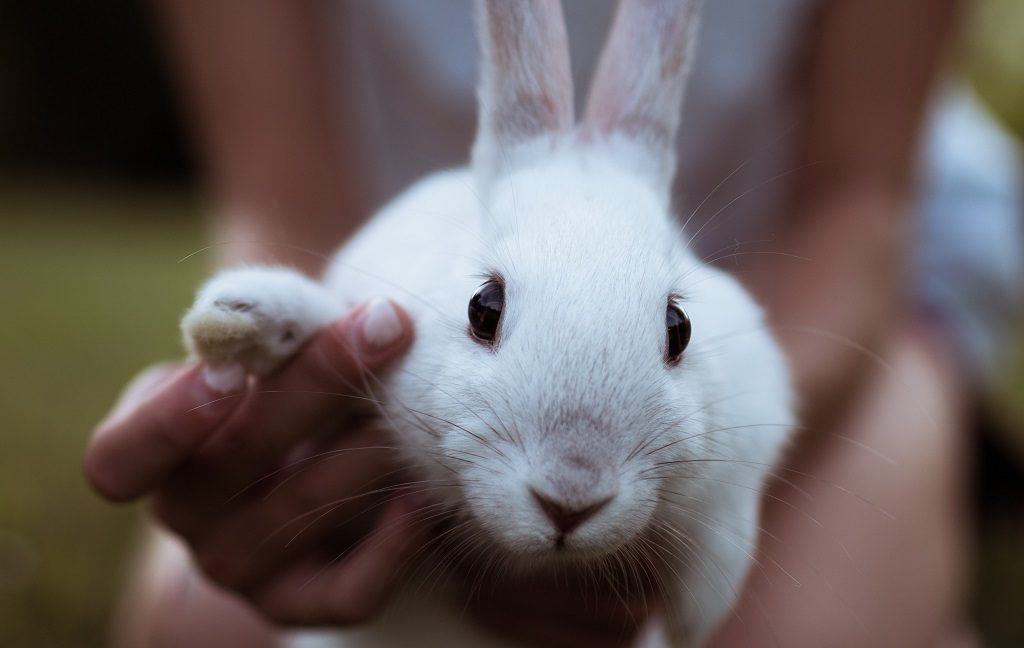 close up of person holding white rabbit