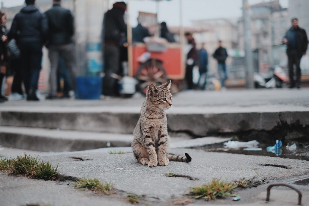 alone cat in public space