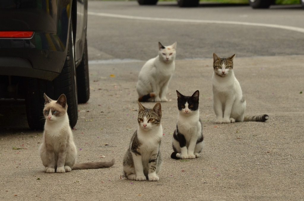 five cats on the street