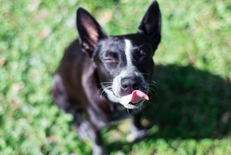 Happy doggy waiting for a treat