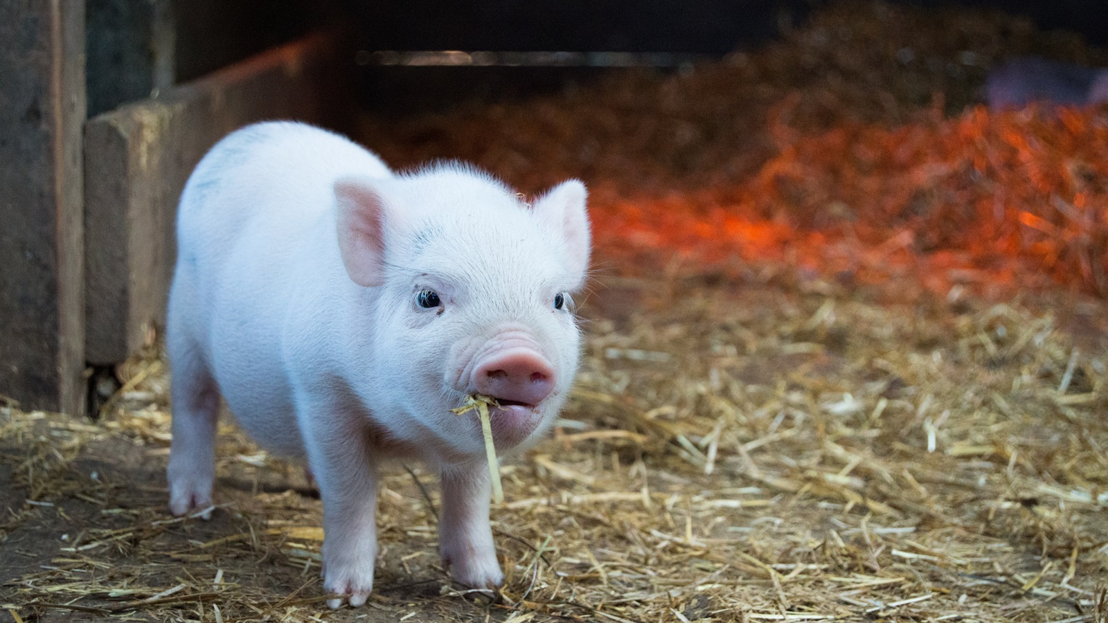 A tiny pig eating hay