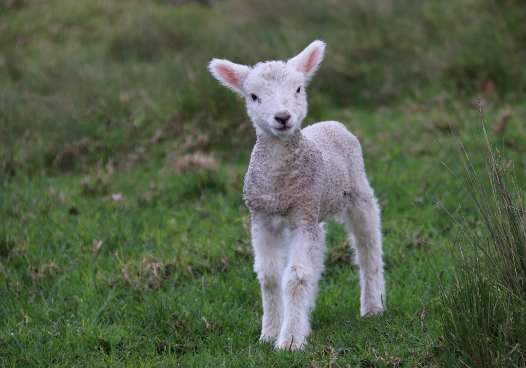 little lamb in a field