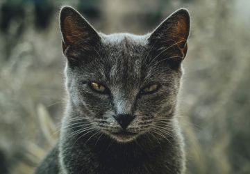 Annoyed cat