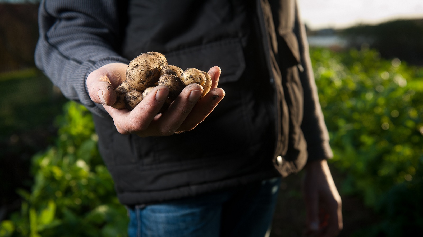 Man holding a handful of potatoes