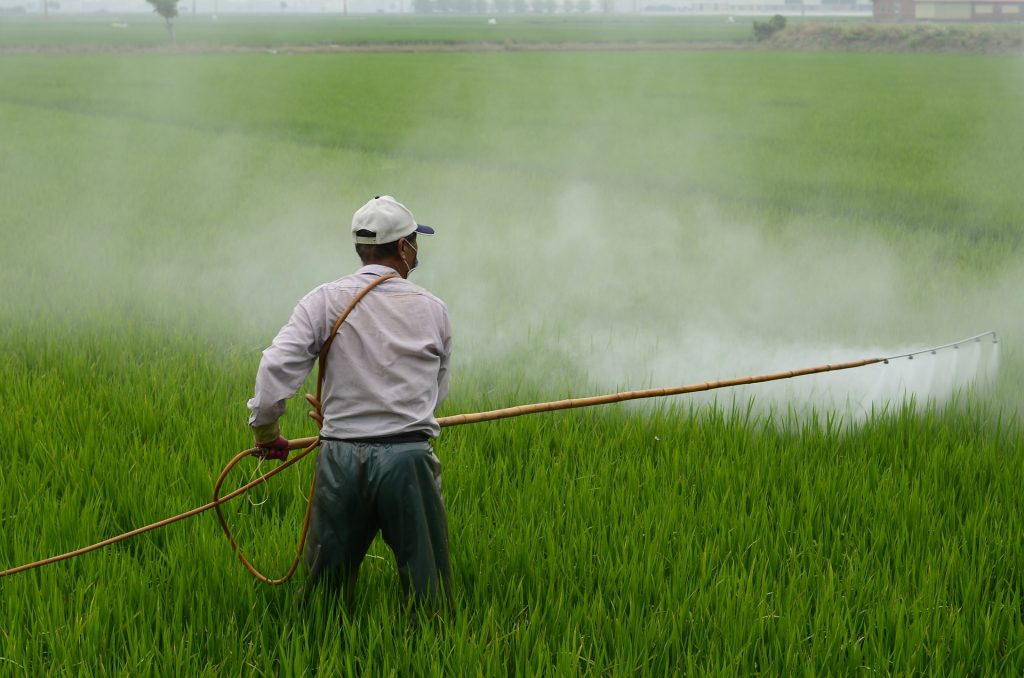 Man spraying herbicide in rice field