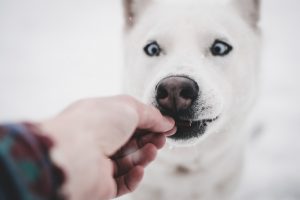 hand feeding dog a treat