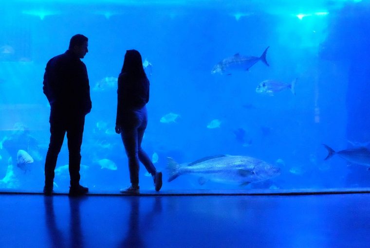 couple looking at fish at the aquarium