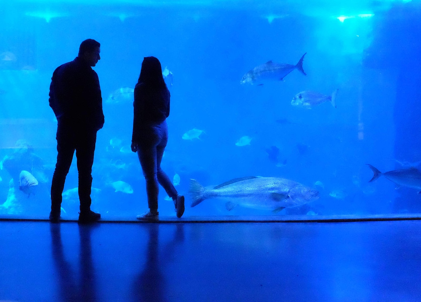 couple looking at fish at the aquarium