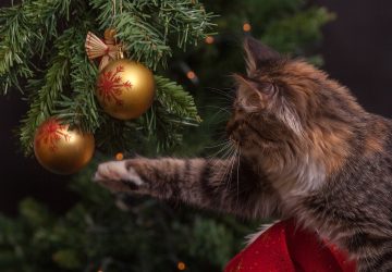 cat playing with Christmas ornament
