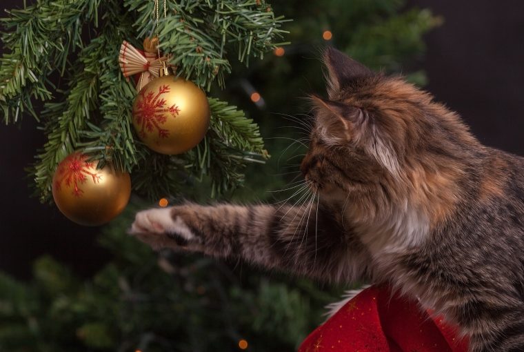 cat playing with Christmas ornament