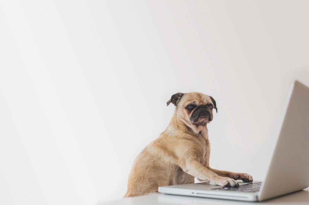 pug using laptop