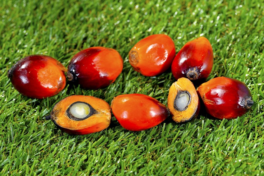 Palm oil fruit 