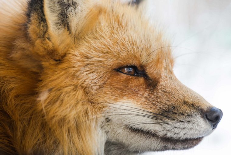 Beautiful red fox - fox hunting - foxes need your help
