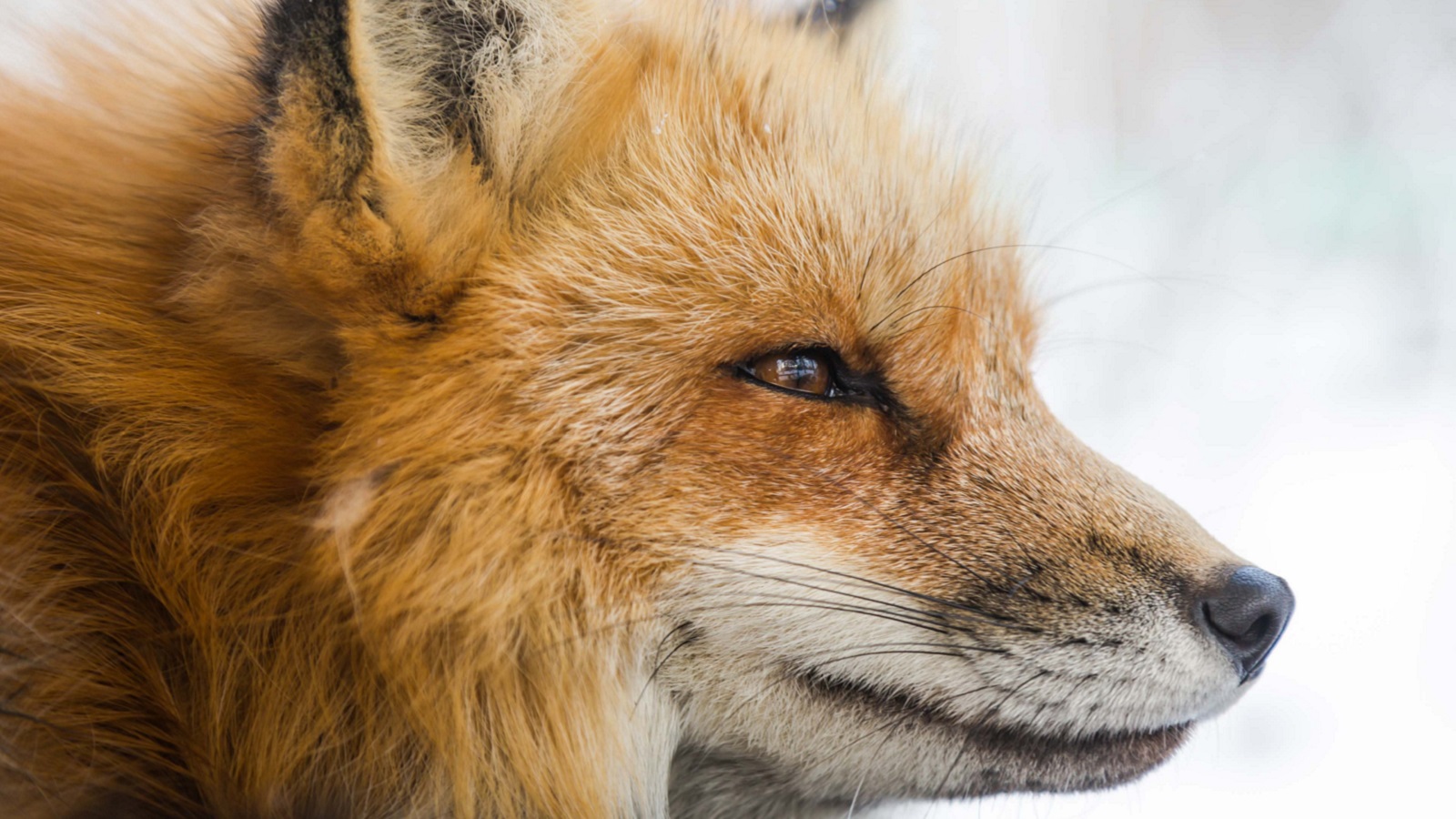 Beautiful red fox - fox hunting - foxes need your help