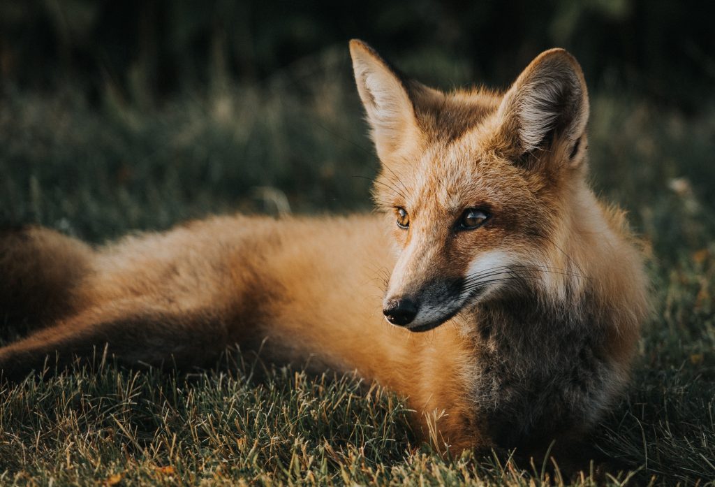 fox lying in the grass - fox hunting