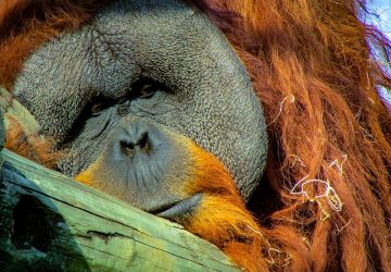 A sad orangutan - palm oil is destroying the planet