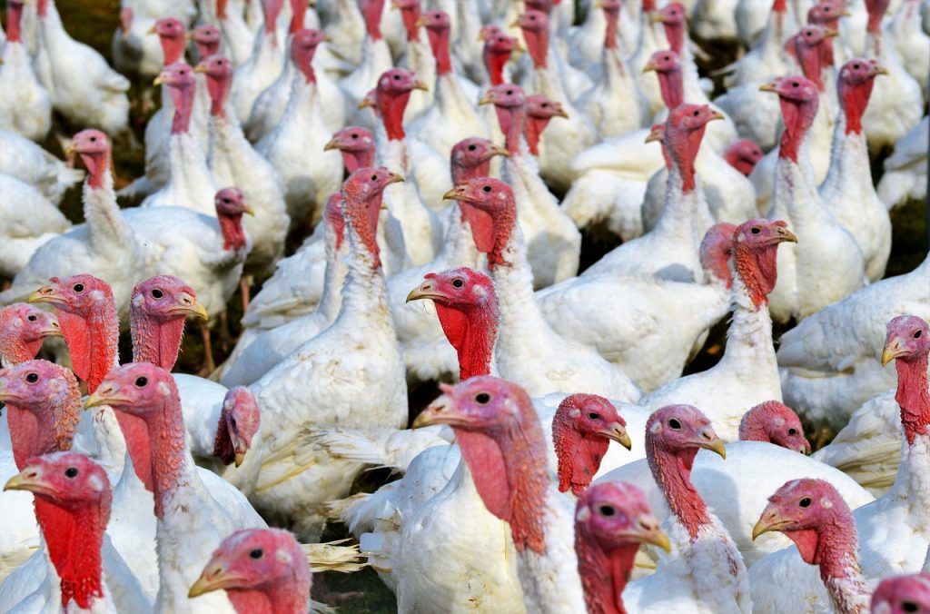 turkey farm - turkeys are kept in shocking conditions 