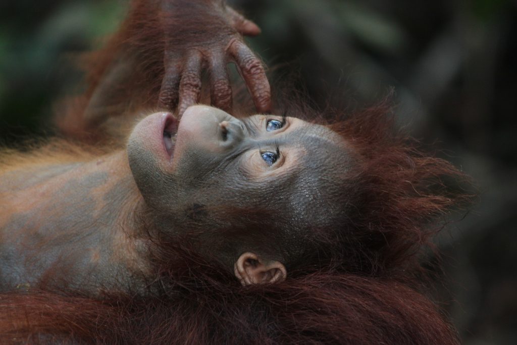 orangutans are an endangered species - palm oil drives endangered species to extinction