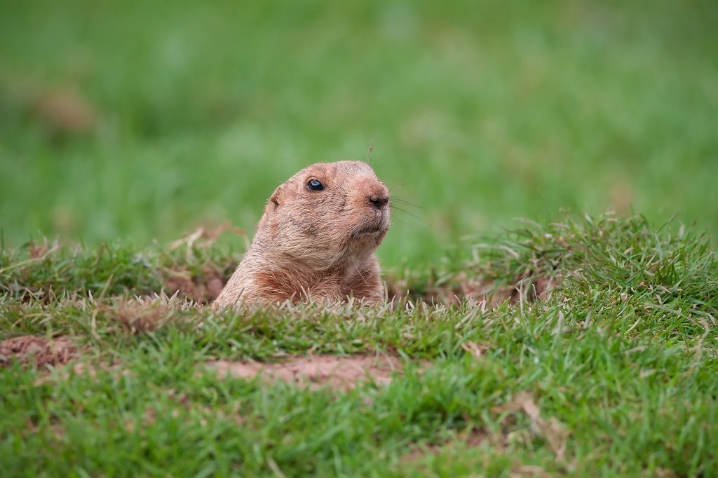 groundhog coming out of burrow