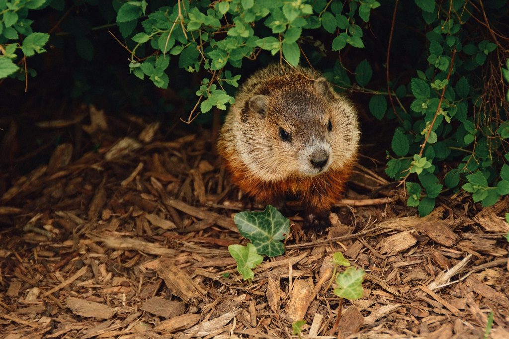 groundhog in bushes