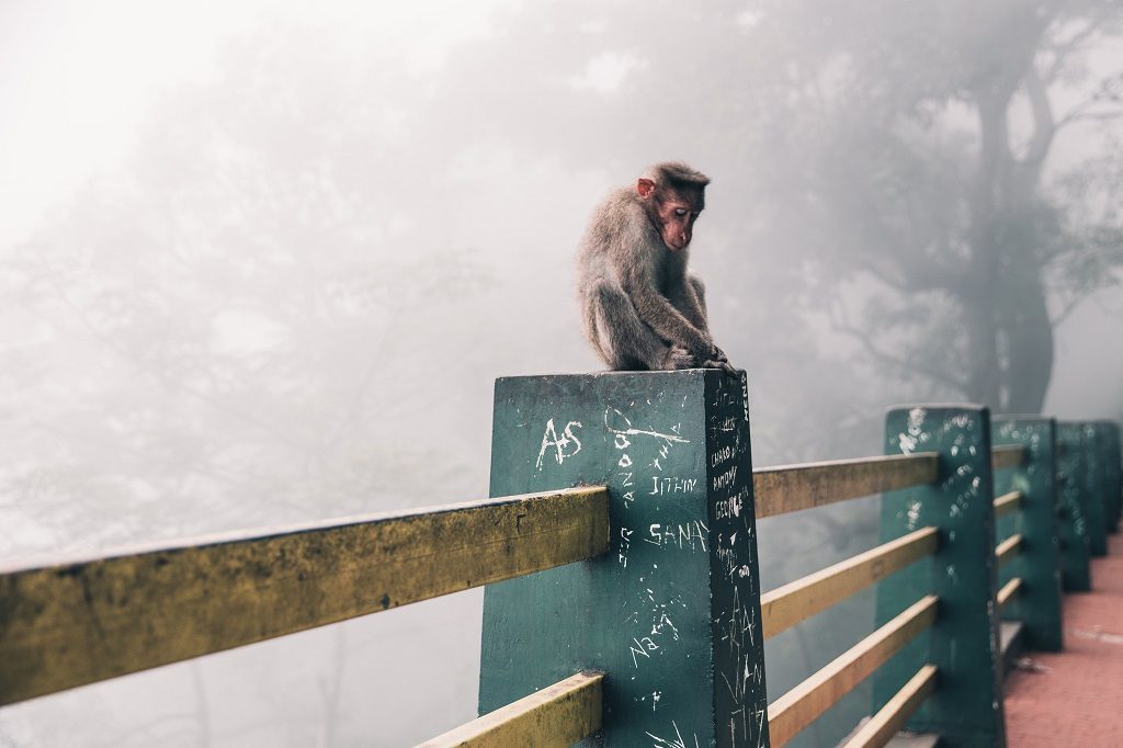 monkey sitting on tagged bridge