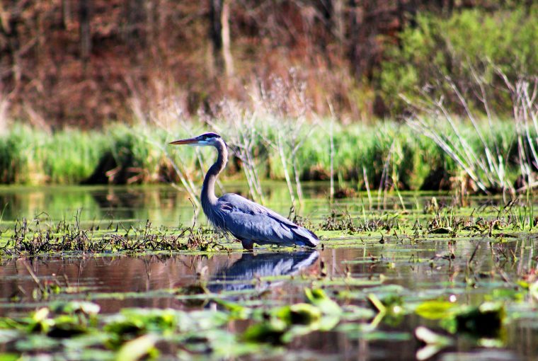 great blue heron on wetland