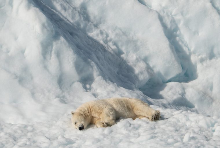 How to save polar bears from extinction