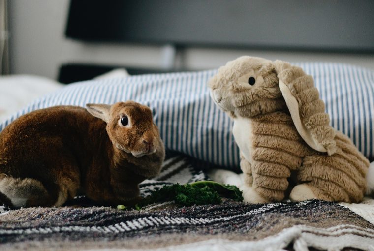 why you should never buy a bunny - but adopt instead