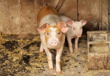 Two beautiful pigs - why pigs are friends, not food