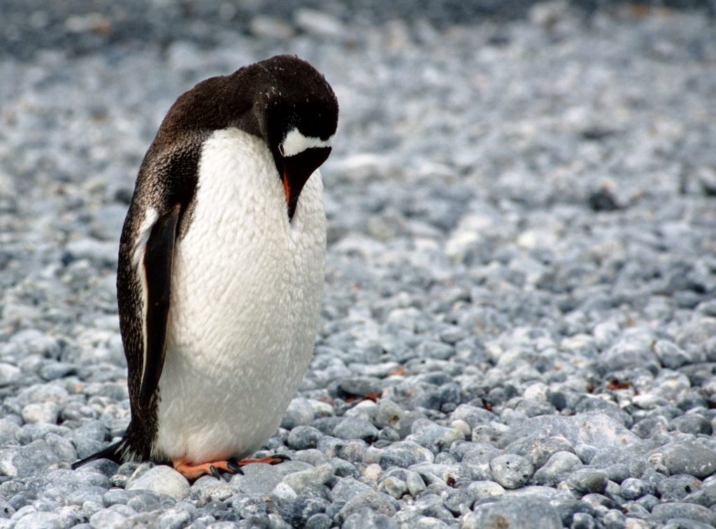penguins endangered due to climate change 