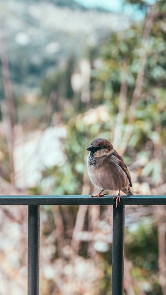 sparrow endangered