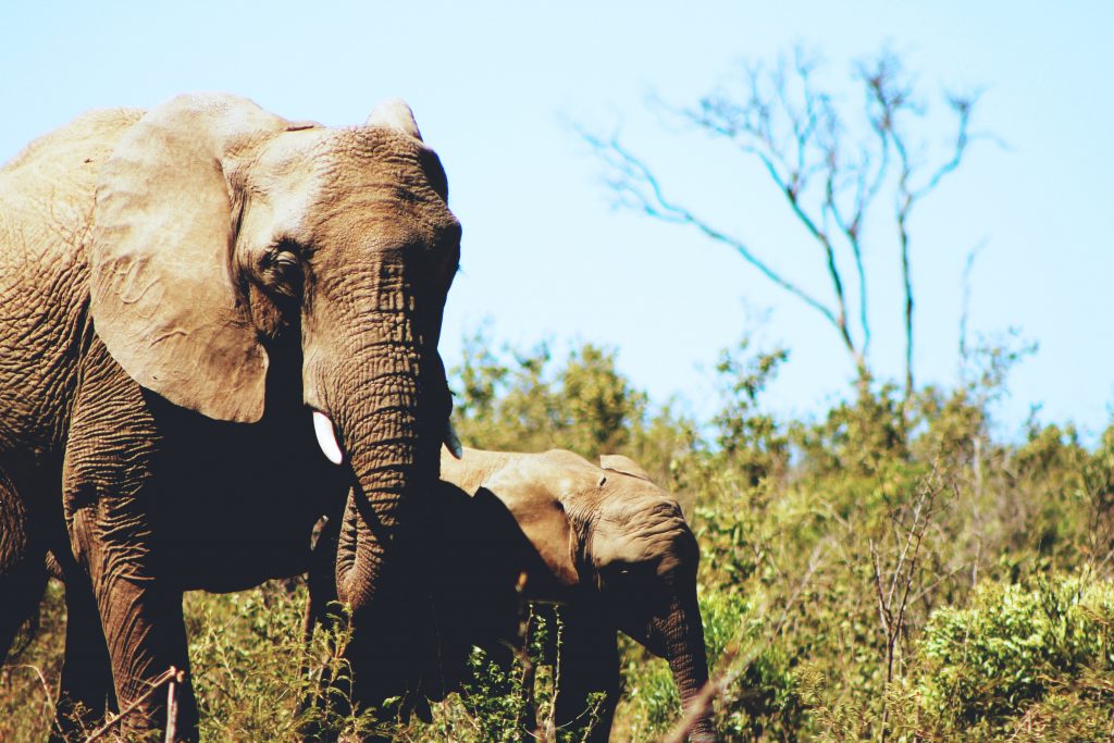 Elephants feel compassion and empathy 