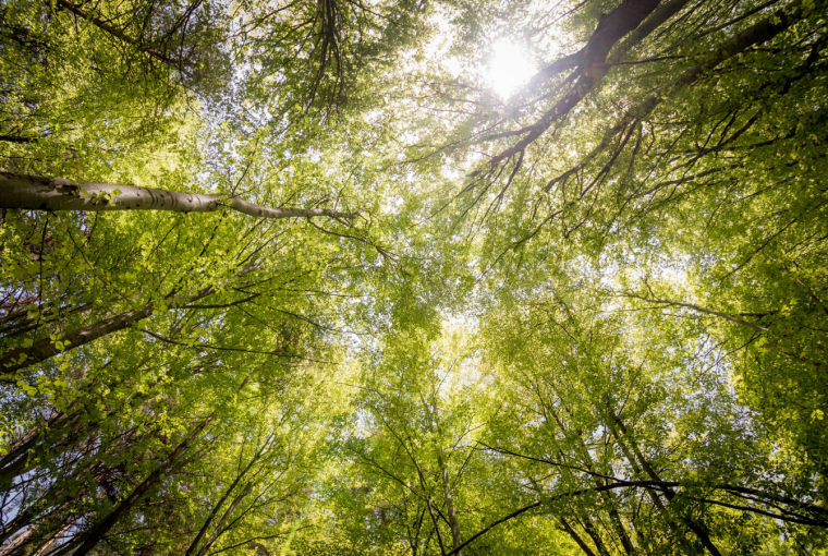 International Day of Forests