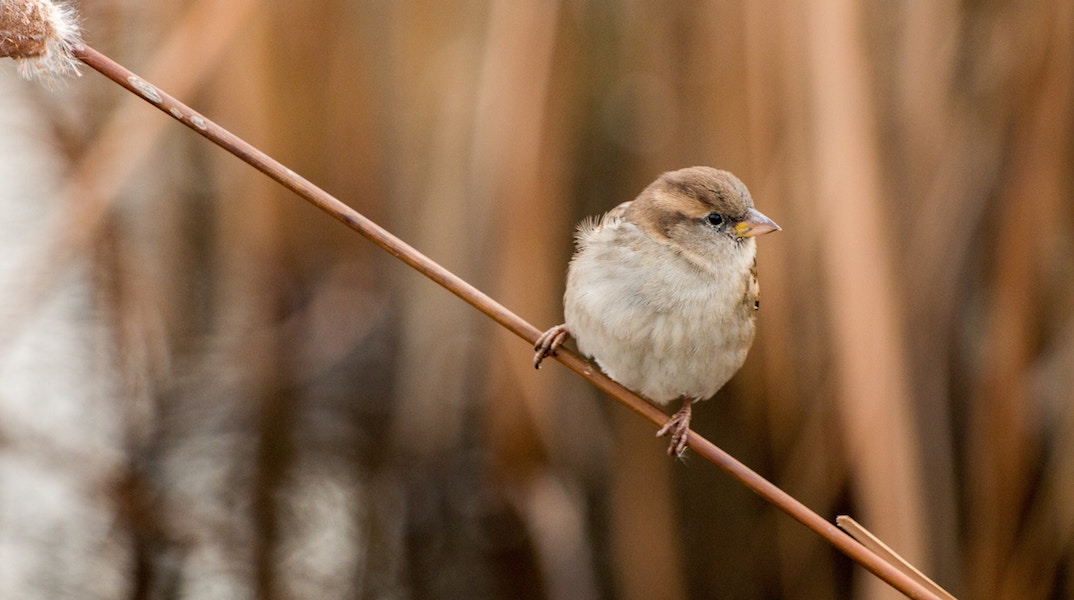sparrow ecosystem
