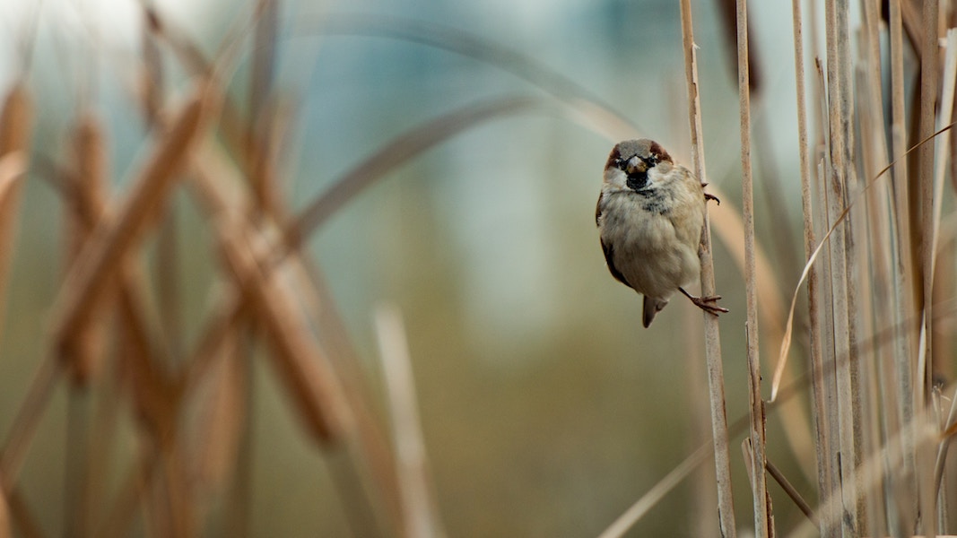 sparrow population